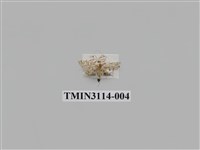 藏品(螟蛾215)的圖片